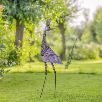 Kroonkraanvogel groot